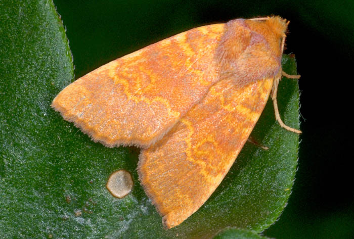 Bei noctuidi tardivi